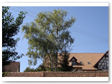 Baumfaellung_01