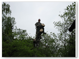 Baumfaellung_05