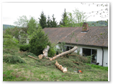 Baumfaellung_06