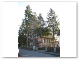 Baumfaellung_11