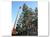 Baumfaellung_12
