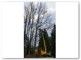 Baumfaellung_14