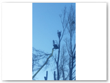 Baumfaellung_15