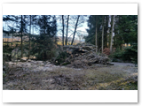 Baumfaellung_18