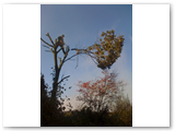 Baumfaellung_21