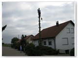 Baumfaellung_22