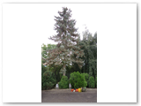 Baumfaellung_24