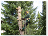 Baumfaellung_27