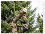 Baumfaellung_28